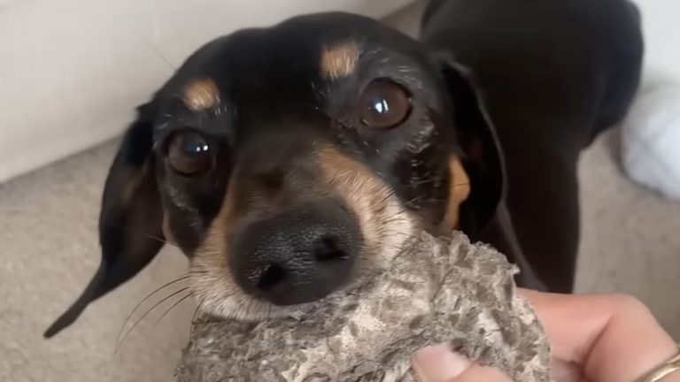 dog loves his old stinky ball