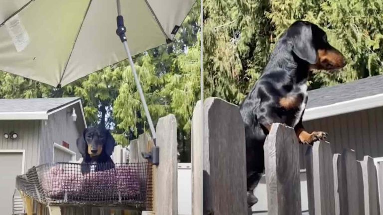 Family Builds Special Fence Rampart So Their Sweet Dachshund Can Go On Patrol