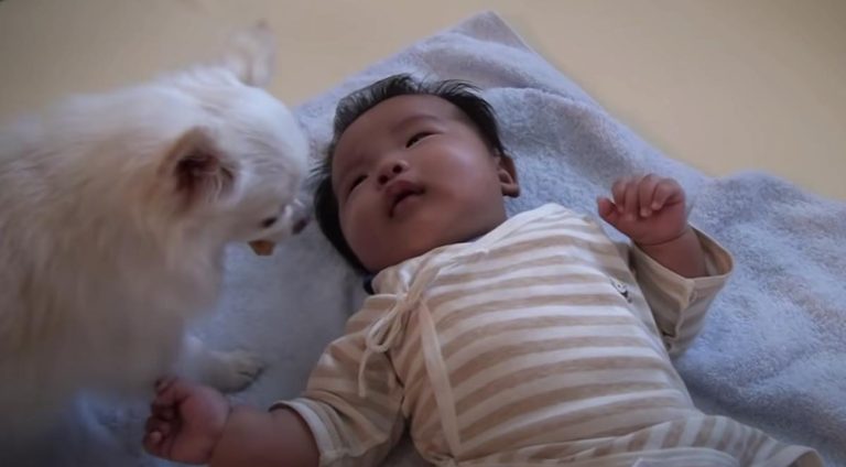 dog brings cookie to baby