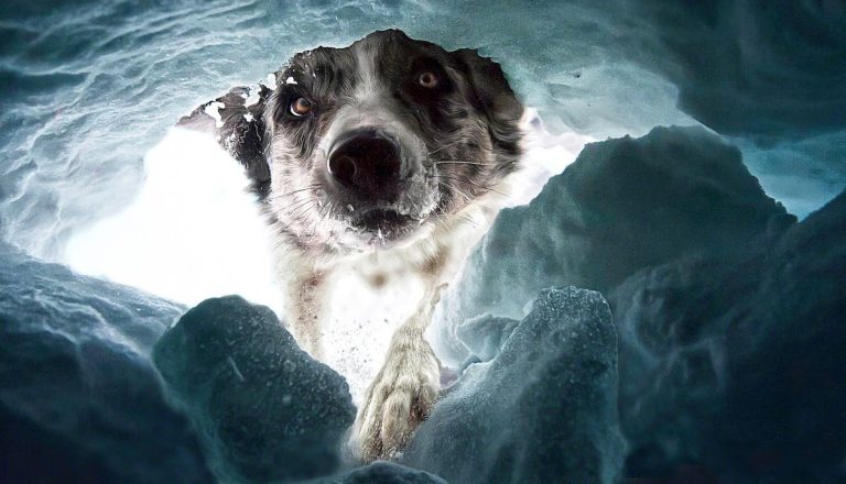 Dog Photography Awards 2022