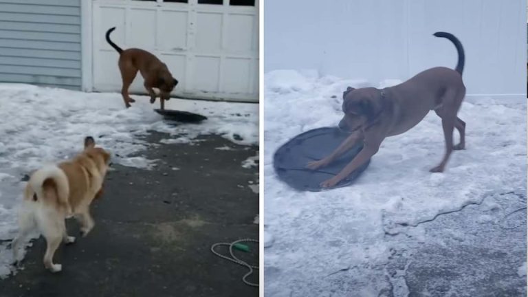 harley the dog sled