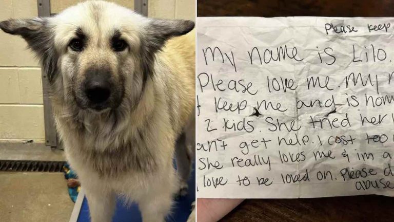 Dog Found Wandering with Note Reunites with Homeless Woman Forced to Give Her Up