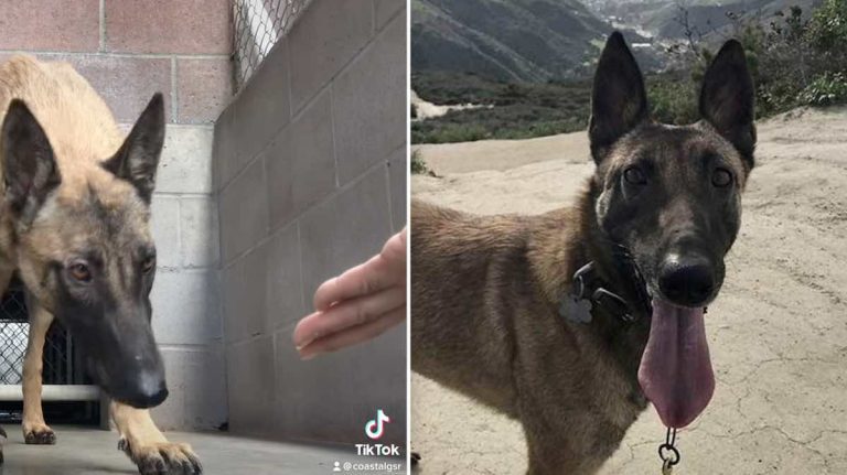 Feral Belgian Malinois Who Had ‘Zero Chance’ At Future Learns To Trust