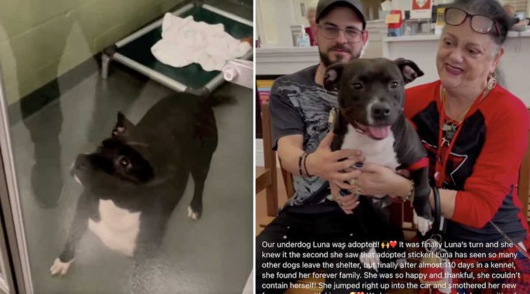 dog excited to be adopted