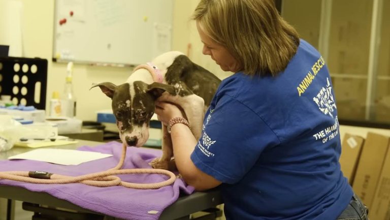 olivia pit bull HSUS