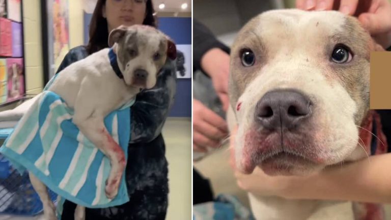 Police Pull Up To Rescue With Sirens On After Finding Dog Brutally Shot