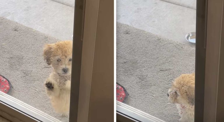 puppy gets taught how to use doggy door