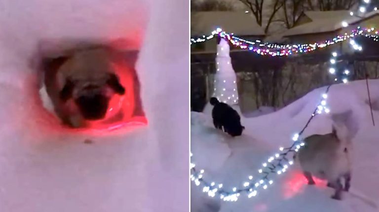 dogs enjoy winter wonderland dad makes
