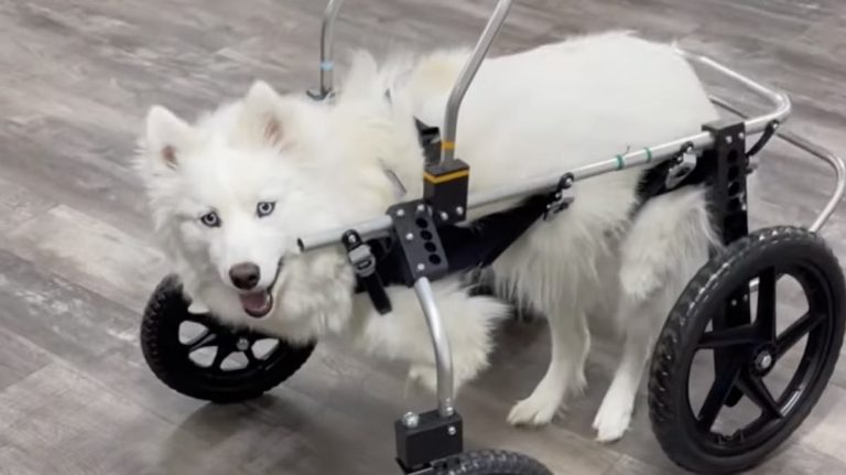 Special Needs Husky Born with ‘Flipper Feet’ Looking For Family to Love Her Just The Way She is