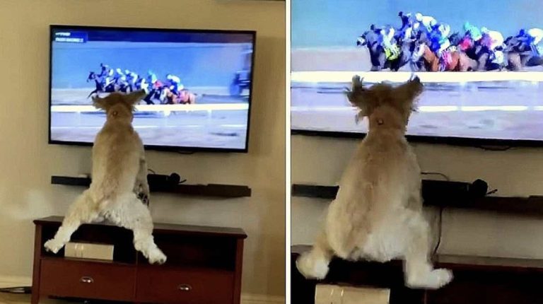 dog watches horse race