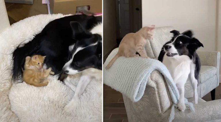 Border Collie with foster kittens