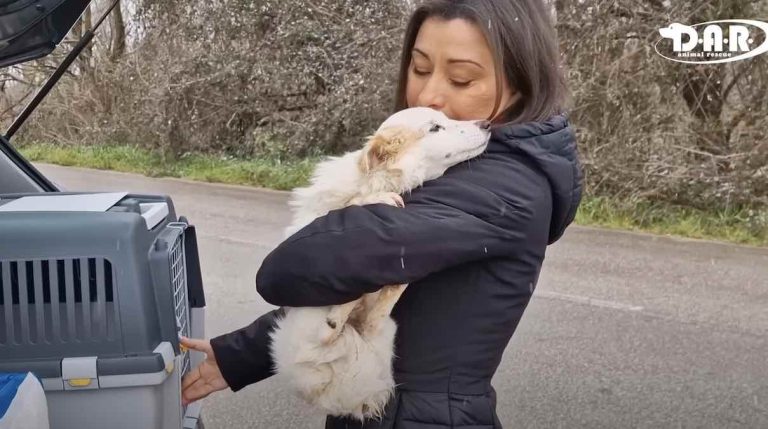 Nonny the dog shivers entire time during rescue