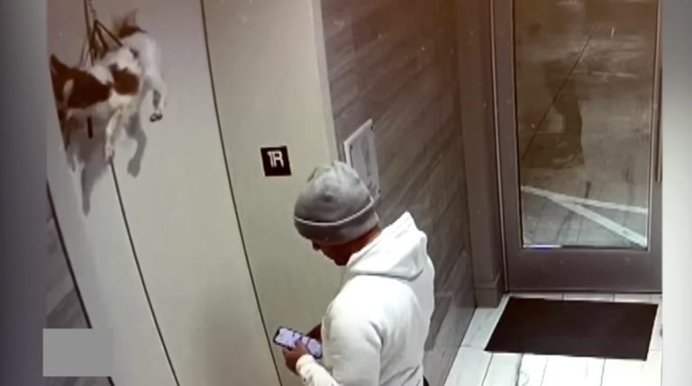 dog caught in elevator