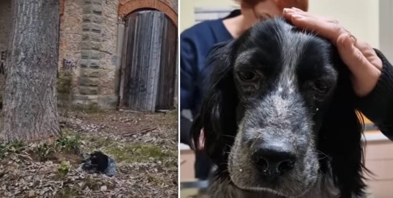 Abandoned dog rescued under a tree