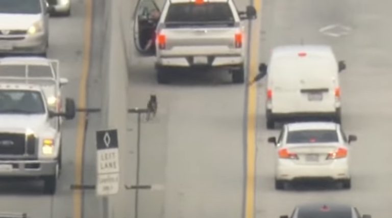 dog saved from freeway