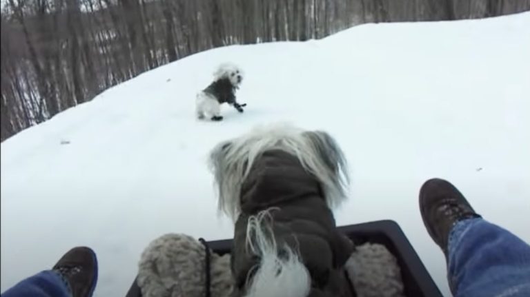 From Sledding to Snowmen, These Dogs Having Too Much Fun Playing in the Snow