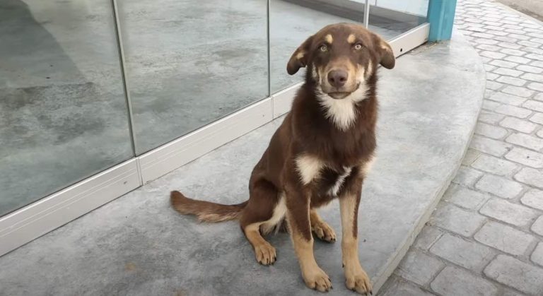 Stray Dog Who Believed in the Goodness of People Gets A Second Chance