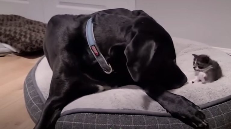 Great dane foster dad to kitten