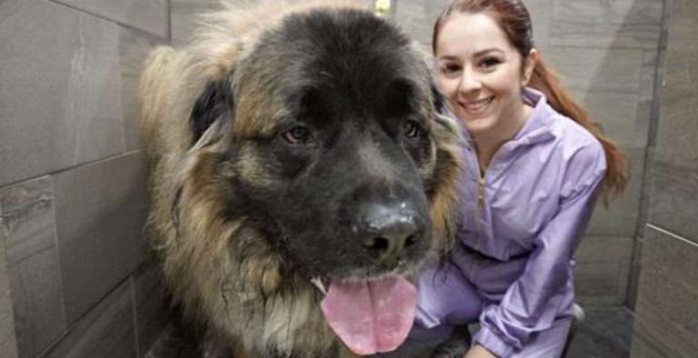 Groomer with Caucasian Ovcharka