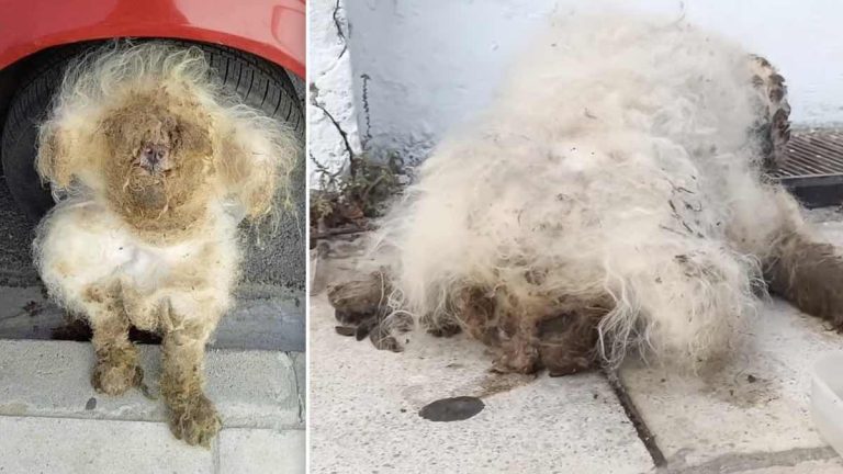 julian the poodle saved
