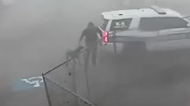 k9 dog rescued from tornado