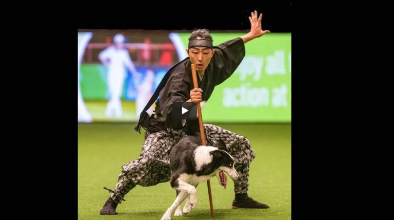 Kotestsu dog performs heelwork at crufts