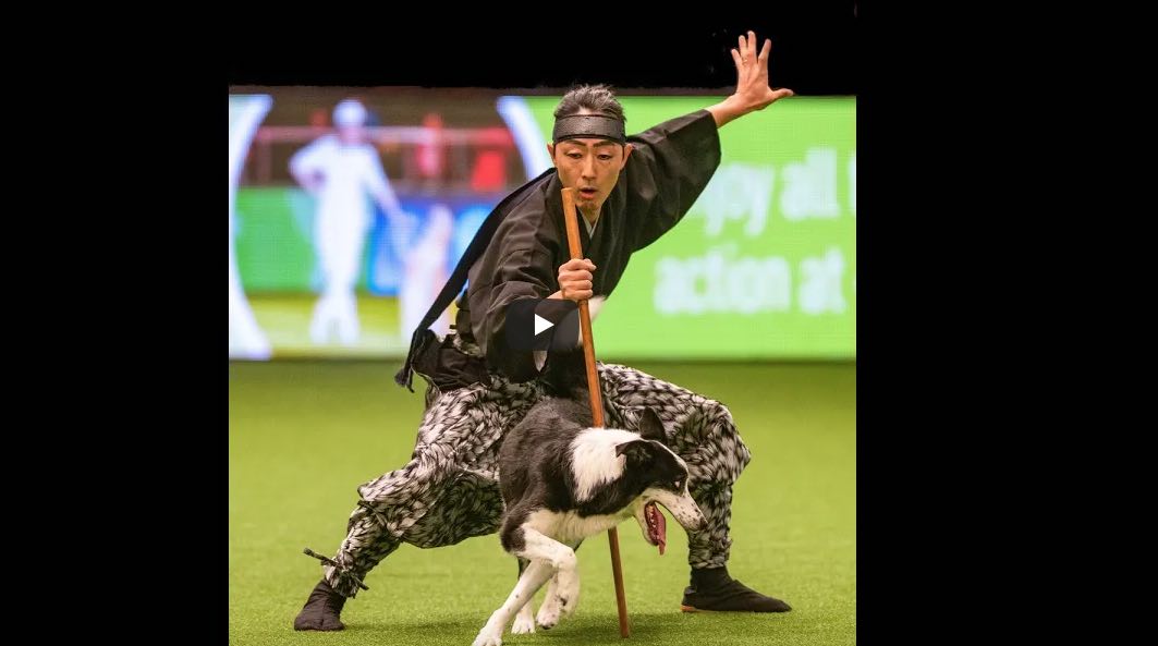Dog’s Original ‘Kodo’ Freestyle Heelwork Performance Impresses Audience