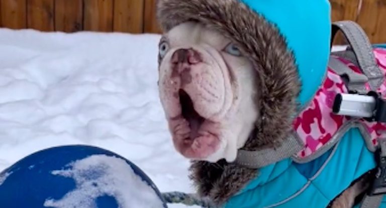 Link the deaf dog silent barks