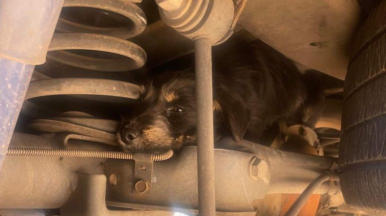 puppy in undercarriage rescued