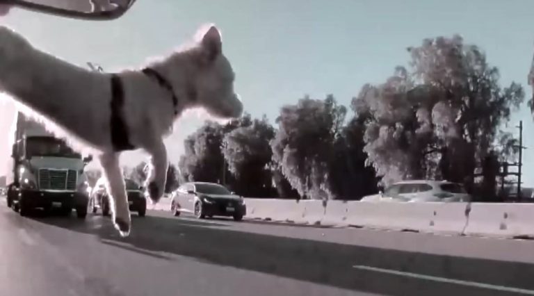 puppy jumps from car window