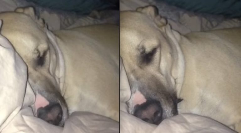 dog snores like daffy duck
