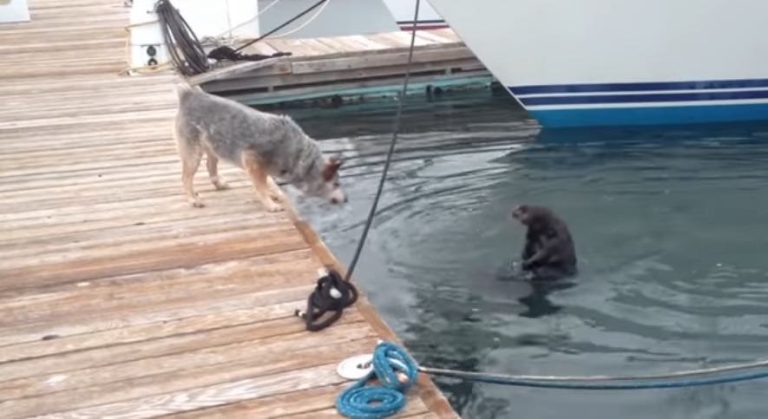 Naughty Sea Otter Plays ‘Hide and Seek’ with Dog