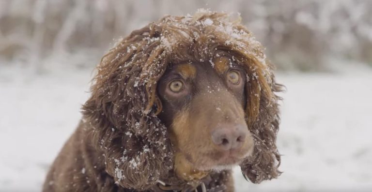 rescue dog becomes bio-detection dog