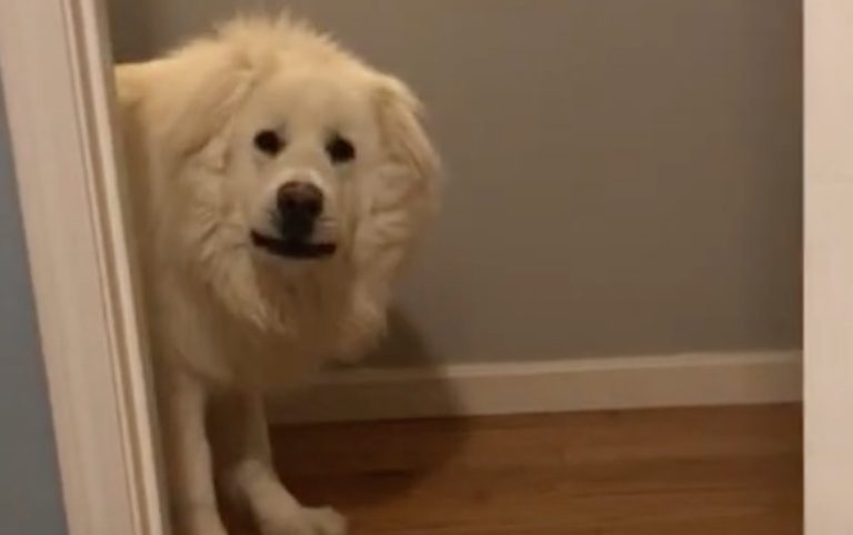 Dog Hilariously Announces He’s Won Game of Hide-and-Seek