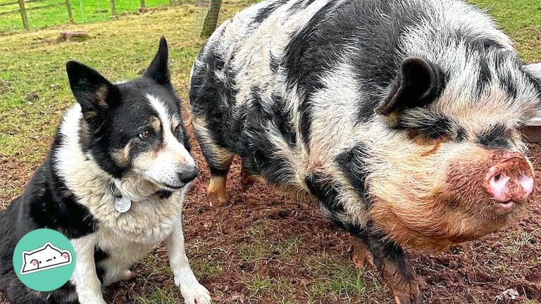 farm dog loves his pigs