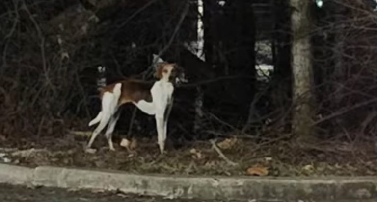Family Determined To Find Their ‘Perfect’ Rescue Dog After She Runs Away