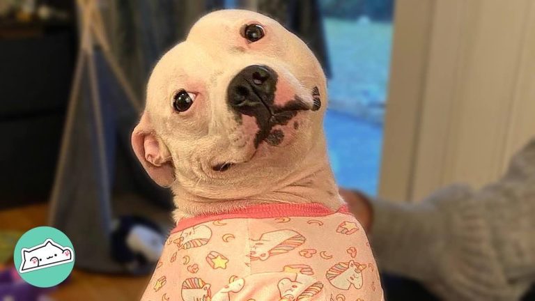 Woman Wanted a Grandkid But Her Daughter Got a Staffordshire Terrier Instead