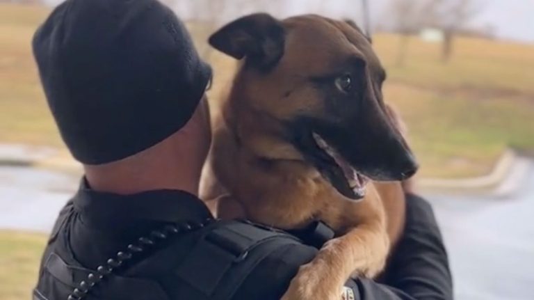 Sweet Moment Sheriff Comforts His Bomb-Sniffing K9 During Thunderstorm