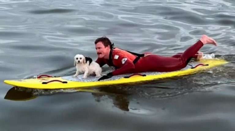 Hero Lifeguard Comes to the Rescue of Small Dog Lost at Sea