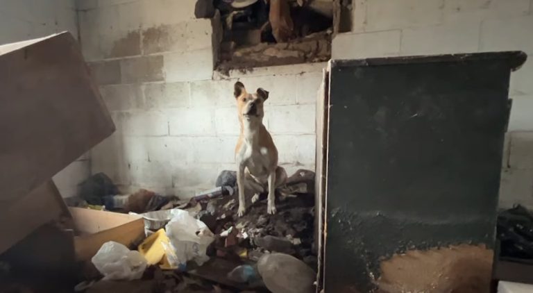 Rescuers Spot Lonely Stray Dog Playing With Little Broken Doll