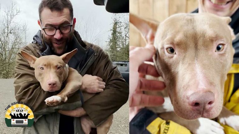 Homeless Dog ‘Wobbles’ Her Way Right Into Her Rescuer’s Heart