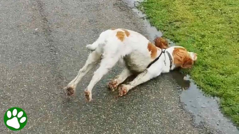 Dog Who Faints When Excited Doesn’t Let His Disability Keep Him Down