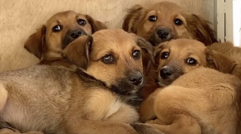 Puppies Petrified of People Finally Open Up After Months of Hard Work