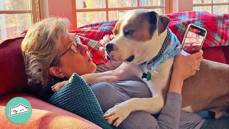 grandma loves pittie