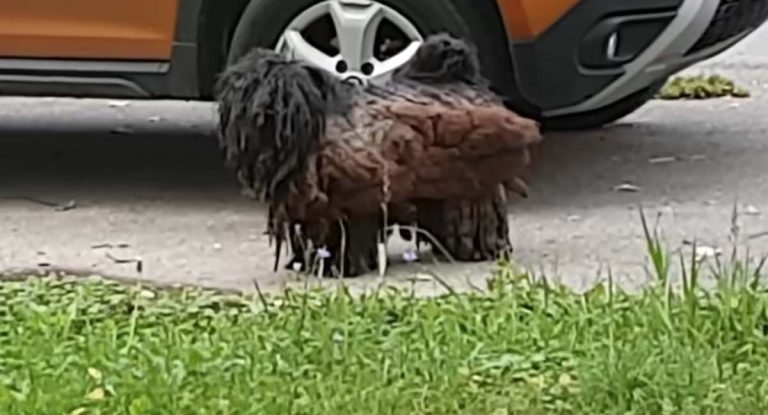 matted dog gets makeover