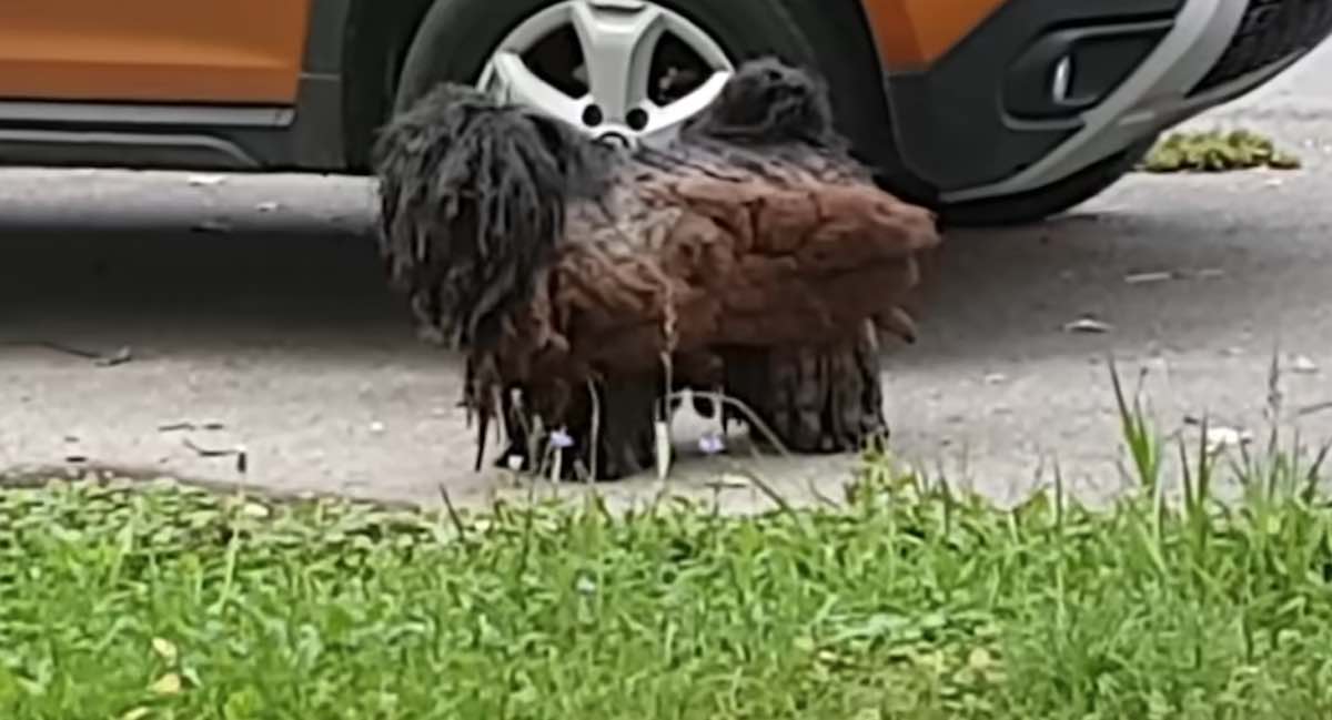 Stray Dog So Matted He Looked Like A Piece of Wood