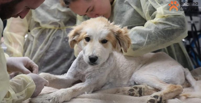 Stray Great Pyrenees Puppy Gets Into Prickly Predicament After Becoming Stuck On Cactus