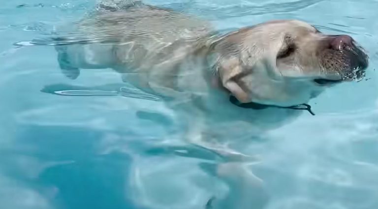 yellow lab loves diving