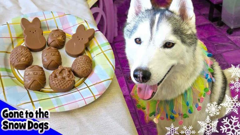 carob easter dog treats