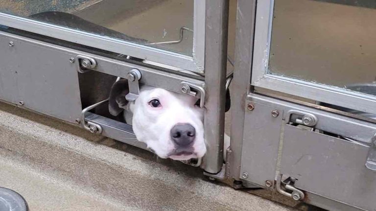 Sweet Pittie Watches Expectantly as Other Dogs at Shelter Find Homes
